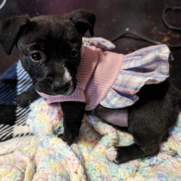 XSmall Dog Dress Preppy School Girl Anime Posh Prep - Picture 6 of 9